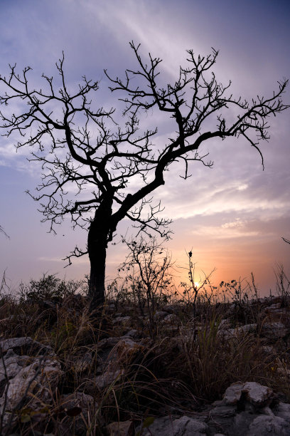 山顶上夕阳下一棵树的剪影。图片下载