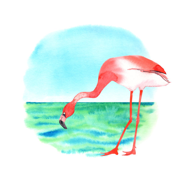 火烈鸟图片下载