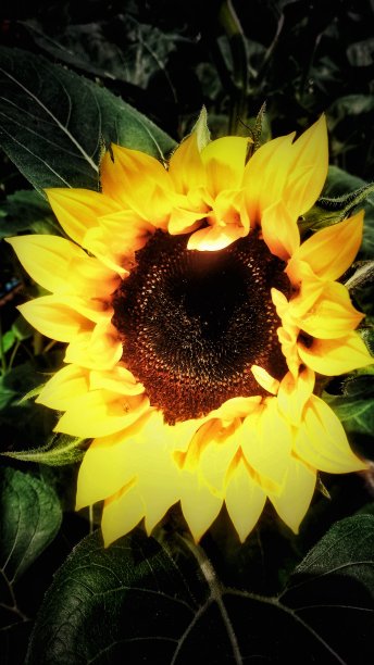 下雨天的向日葵图片下载