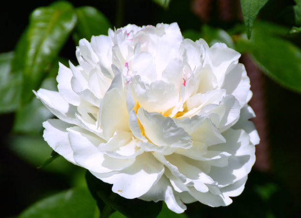 漂亮的白色牡丹近距离图片下载
