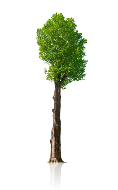 绿树近距离孤立在白色的背景图片下载