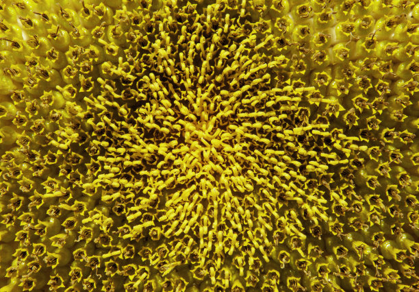 在加利福尼亚的一种普通向日葵的圆盘小花图片下载