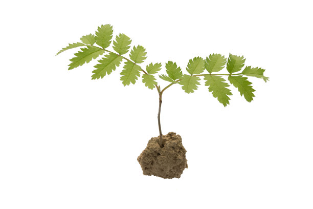 绿色的春芽植物从一堆地上长出来图片下载