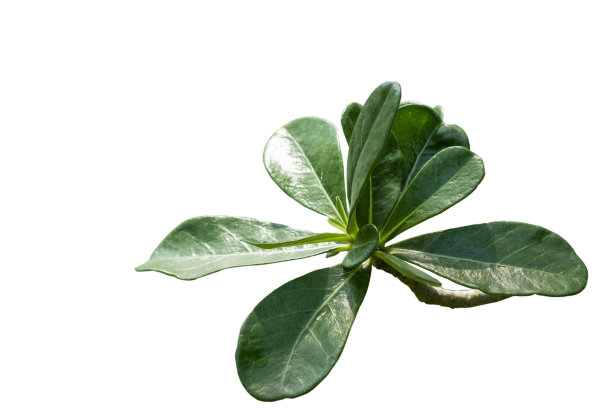 二甲酸钠图片下载