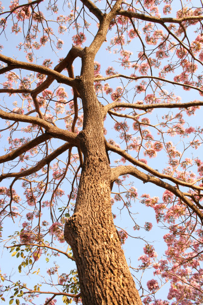 开花的树。图片下载