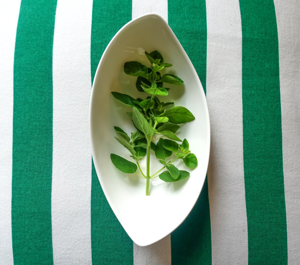 新鲜的绿色牛至在一个白色的盘子里图片下载