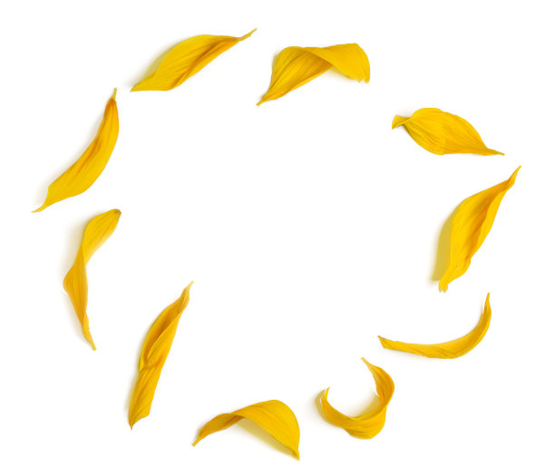 花瓣和种子的图案。美丽的黄色向日葵花瓣图片下载