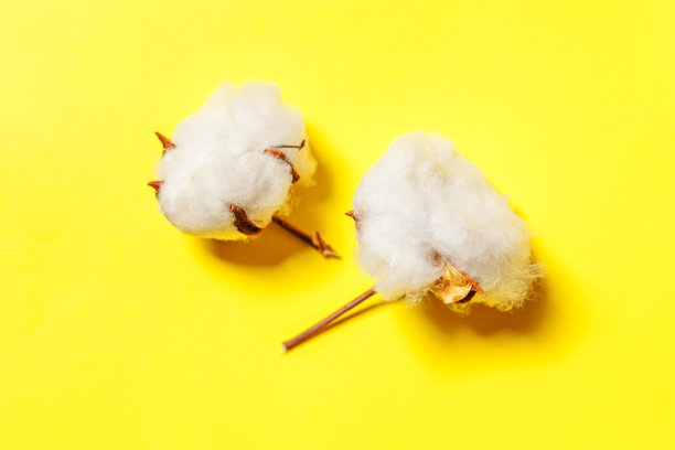 简单的最小设计与白色棉花花孤立在黄色彩色背景。织物织物柔软，天然有机农场过敏概念图片下载