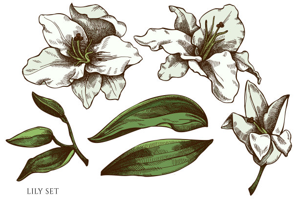 矢量集手绘彩色百合图片下载