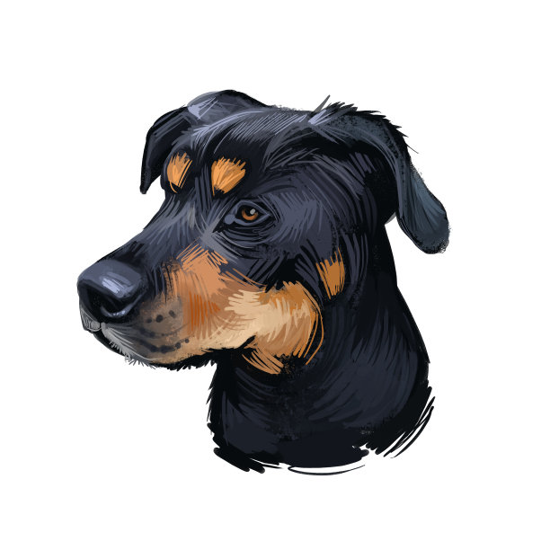 格里芬Bruxellois，布鲁塞尔格里芬，比利时格里芬狗数字艺术插图孤立在白色的背景。比利时血统的伴侣犬。宠物手绘肖像。图形剪辑艺术设计。图片下载