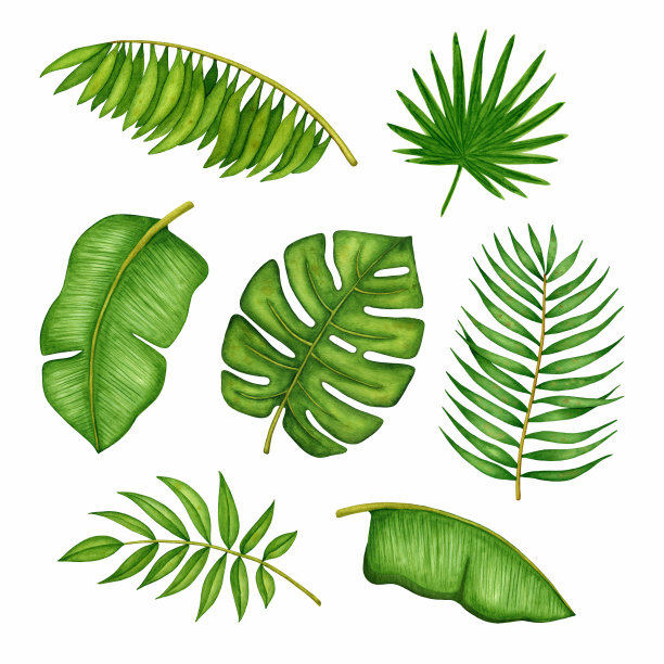水彩绿色热带树木的叶子集。手绘棕榈枝。夏季自然元素被隔离在白色背景上进行设计图片下载
