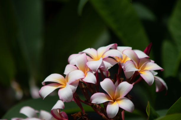 Purumeria之花图片下载