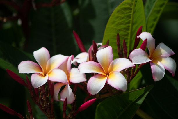 Purumeria之花图片下载