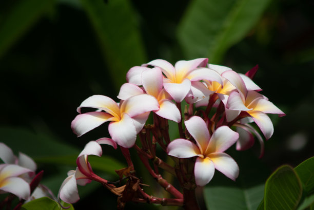 Purumeria之花图片下载