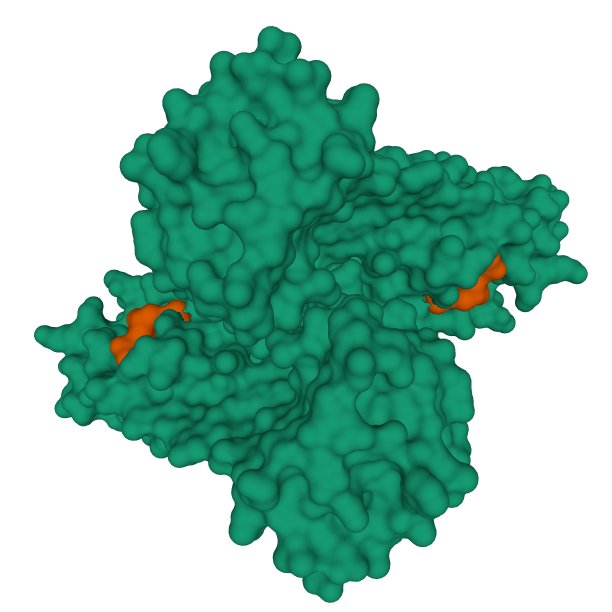 SARS-CoV-2 (COVID-19)主蛋白酶（绿色）与两个UAW241抑制剂分子（棕色）的复合物结构图片下载