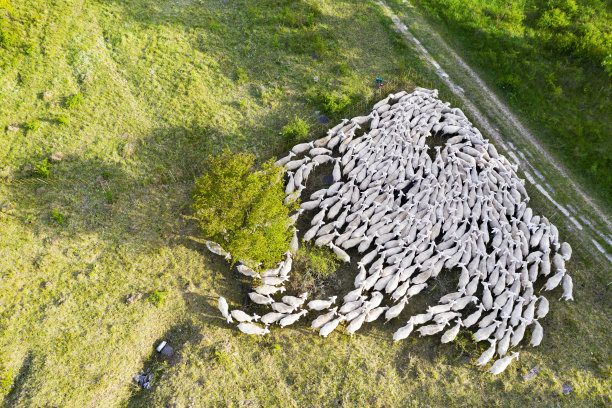 鸟瞰农田上的羊群图片下载