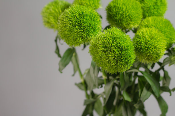 灰色背景的玻璃花瓶上一束竹石竹。土耳其康乃馨花束微距照片。图片下载