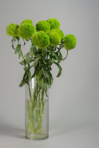 灰色背景的玻璃花瓶上一束竹石竹。土耳其康乃馨花束微距照片。图片下载