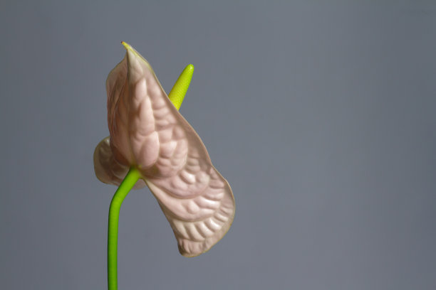 美丽的粉红色盛开的单手花在灰色的背景，特写图片下载