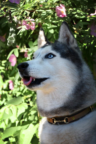 这是一只西伯利亚哈士奇犬的肖像，背景是一株粉红色的开花灌木图片下载