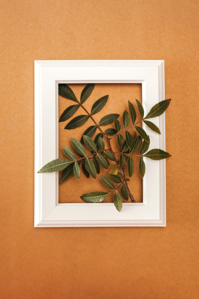 白色框架与植物，树叶和树枝在金色背景与复制空间和文本空间图片下载