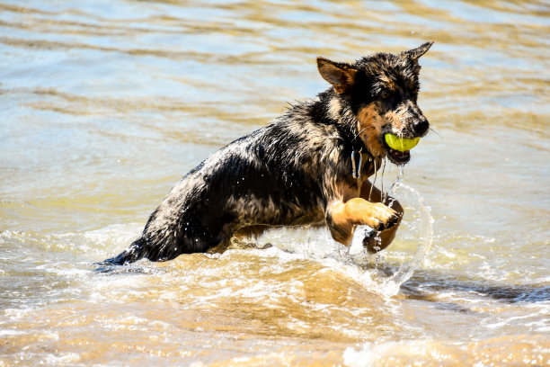 狗在海滩上奔跑，照片作为背景图片下载