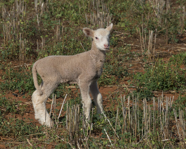 年轻的美利奴羊。图片下载