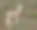年轻的美利奴羊。图片下载