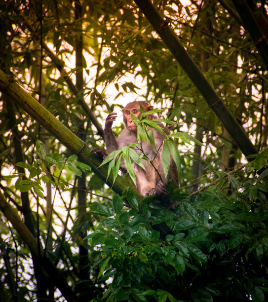 恒河猴（Macaca mulatta）图片下载