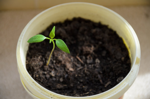 小辣椒芽在圆形塑料瓶图片下载