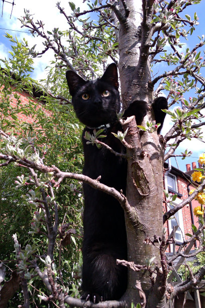黑色的小猫图片下载