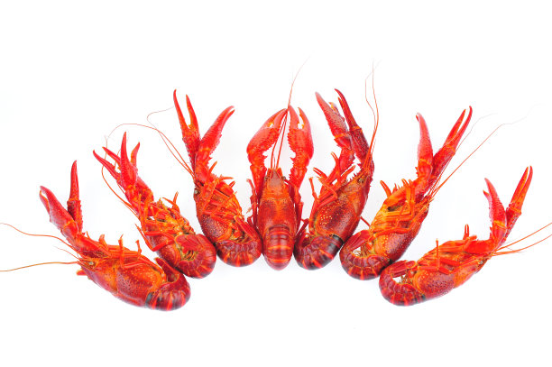 白色背景上的龙虾图片下载