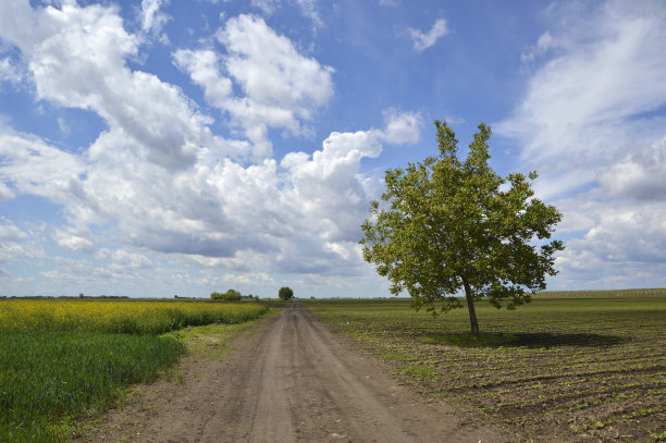 春天的田园风光，尘土飞扬的道路，蓝天白云图片下载