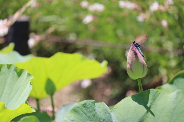荷花和蜻蜓在荷花的蓓蕾上图片下载