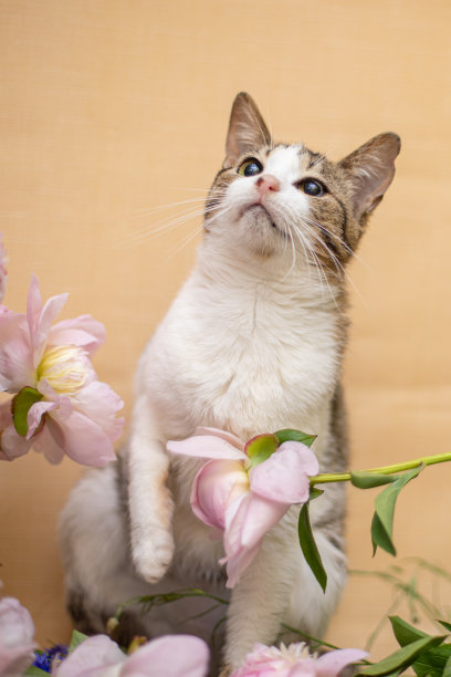 带着一束花的有趣的猫图片下载