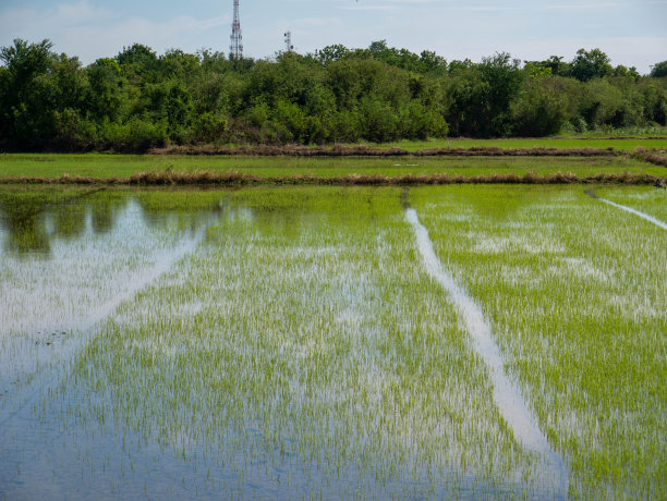 雨季的稻田图片下载