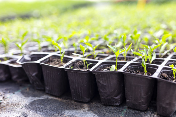 种子库存图片图片下载