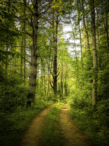 在一个阳光明媚的夏日，穿过大烟山的土路图片下载