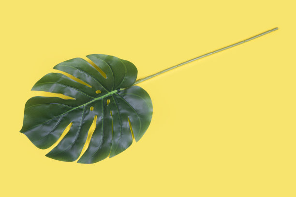 黄色背景上的叶子图片下载