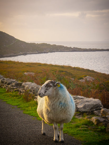 黄金时间漫步-爱尔兰绵羊图片下载
