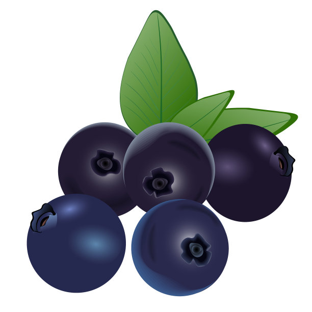 成熟的蓝莓，叶子在白色的背景。矢量插图。图片下载
