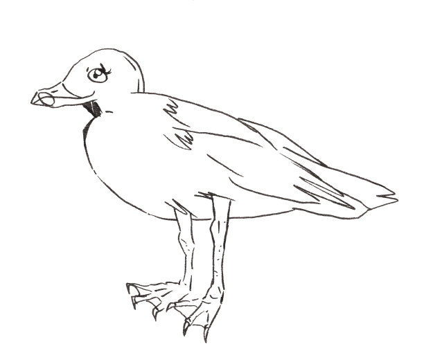 大纲插图与海鸥在白色的背景。图片下载