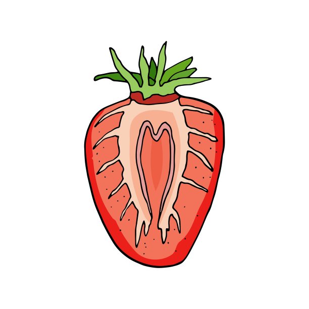 红草莓切片矢量插图。手绘彩色卡通涂鸦画。在白色背景上单独切草莓。甜草莓切面包装，装饰，海报，横幅。图片下载