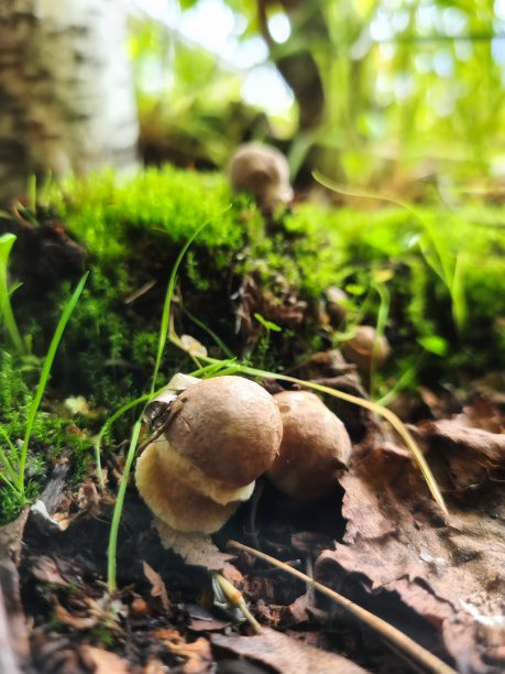 绿苔上的牛肝菌图片下载