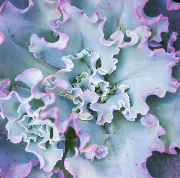 微型多汁植物图片下载