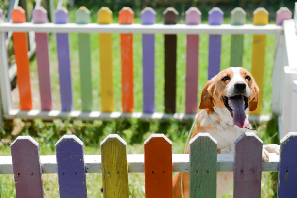 可爱的大耳朵小狗在五颜六色的窝里玩耍图片下载