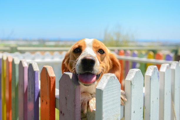 可爱的大耳朵狗在五颜六色的窝里玩耍图片下载