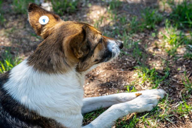 一只被绝育的流浪狗，耳朵里插着一块芯片，正在进食。可怜的杂种躺在地上。被遗弃的孤独的宠物在夏季公园的草地上吃面包。图片下载