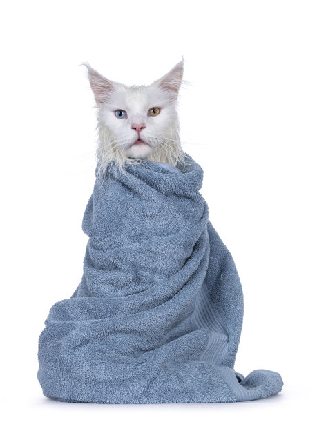 湿猫在毛巾在白色的背景图片下载