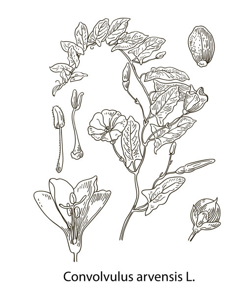 美丽而温柔的野旋花(Convolvulus arvensis)的枝条，有花、叶、卷须和芽。手绘，黑白和彩色，孤立在背景上。图片下载